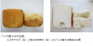 パンの膨らみ比較