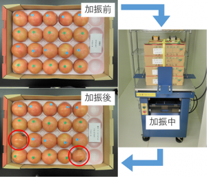 トマト輸送を再現してトマトの品質を調査している様子