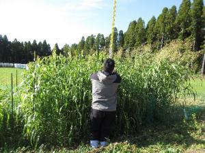 飼料作物の栽培適性等調査