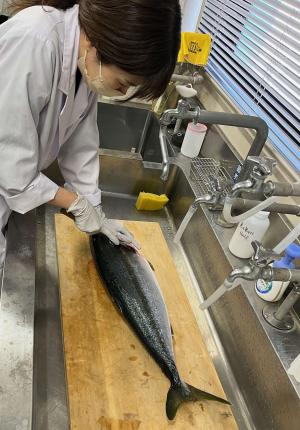 魚を捌く様子