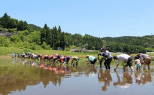 地球と共に生きる会　田植えの様子