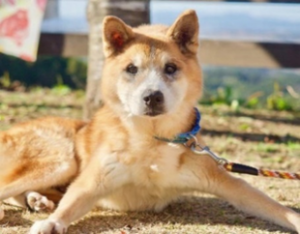 保護犬の様子