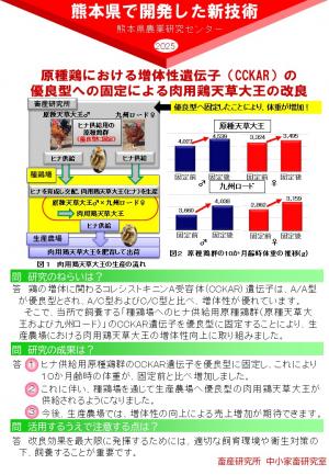 原種鶏における増体性遺伝子（ＣＣＫＡＲ）の優 良型への固定による肉用鶏天草大王の改良