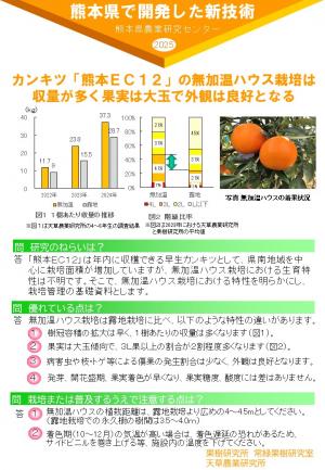 カンキツ「熊本ＥＣ１２」の無加温ハウス栽培は 収量が多く果実は大玉で外観は良好となる