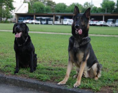 サクラとジゲン