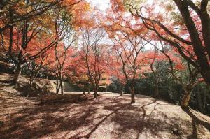 上村城跡の紅葉