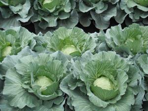 キャベツでの退避を使用した化学肥料代替技術試験