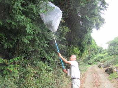 畑の外で果樹カメムシ類が捕獲されるか調べている様子