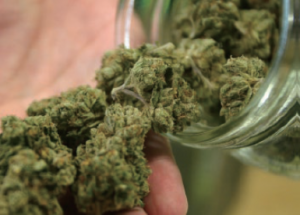 乾燥した大麻の花穂