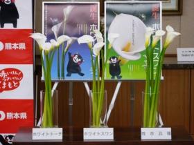 県育成オリジナル花き「カラー」の写真