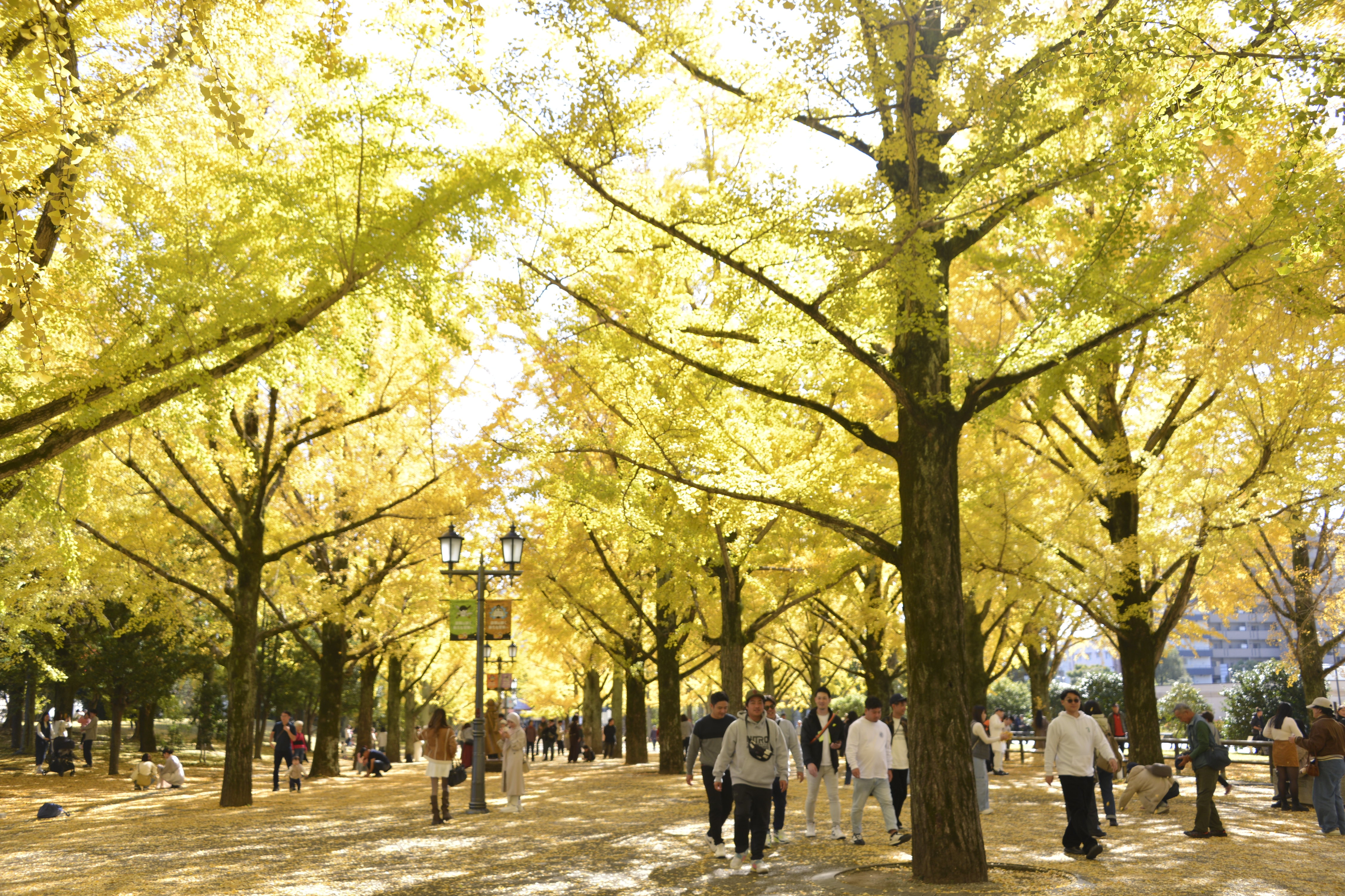 県庁プロムナードのイチョウ並木