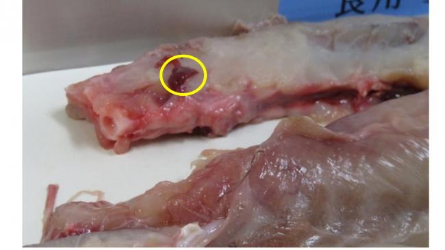 有毒部位の残留1