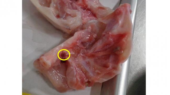 有毒部位の残留3