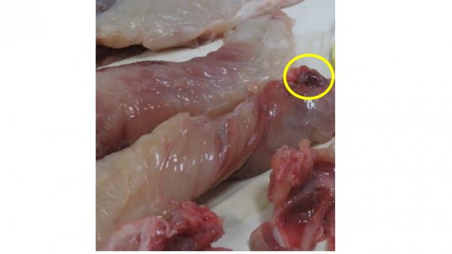 有毒部位の残留2