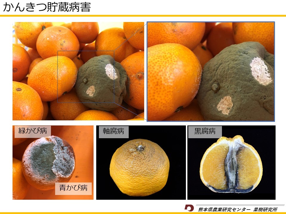 カンキツ貯蔵病害