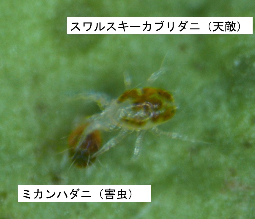 カブリダニとハダニ