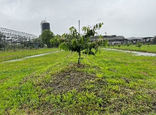 水田転換クリ園(画像)