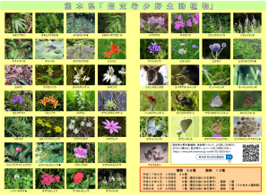 熊本県指定希少野生動植物　リーフレット