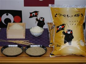 熊本県オリジナル水稲新品種「くまさんの輝き」の写真