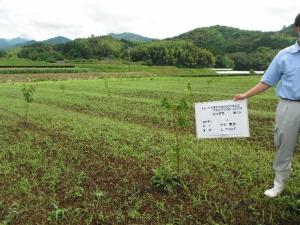 果樹支援対策事業による新植（画像）