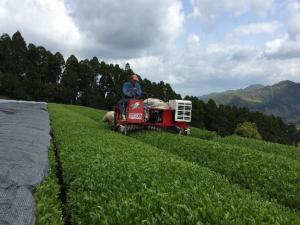 一番茶の摘採を行う生産者（画像）