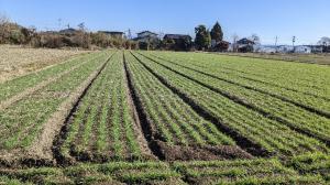 順調に生育する「くすもち二条」（画像）