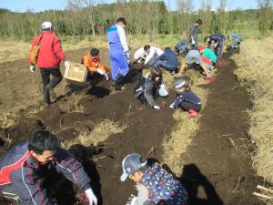 農業体験(芋掘り)