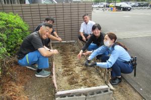 ひまわりの種植えの様子
