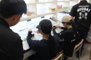 接ぎ木
