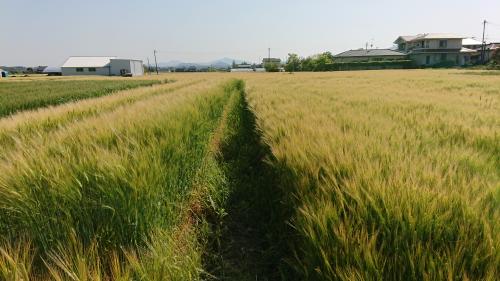 「くすもち二条」栽培展示ほの様子（画像）