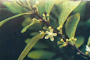 コカインを使用するとの画像1