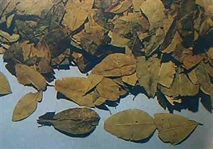 コカインを使用するとの画像2