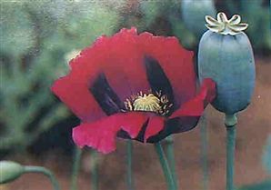 ヘロイン・あへんを使用するとの画像1